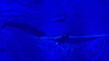 アクアワールド茨城県大洗水族館に投稿された画像（2022/12/12）