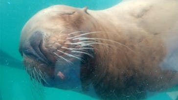 ゼロ距離水族館 伊勢シーパラダイスに投稿された画像（2022/12/12）