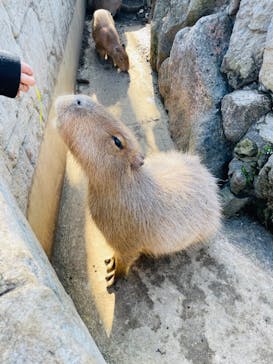 伊豆シャボテン動物公園に投稿された画像（2022/12/12）