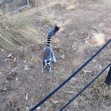 日本モンキーパークに投稿された画像（2022/12/12）