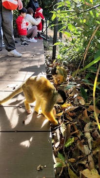 日本モンキーパークに投稿された画像（2022/12/12）