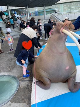 大分マリーンパレス水族館 「うみたまご」に投稿された画像（2022/12/12）