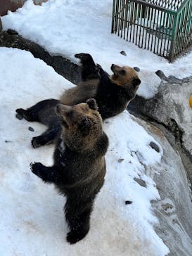 のぼりべつクマ牧場に投稿された画像（2022/12/12）