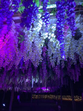 東京メガイルミに投稿された画像（2022/12/12）