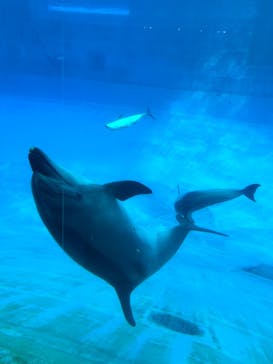名古屋港水族館に投稿された画像（2022/12/11）