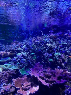 名古屋港水族館に投稿された画像（2022/12/11）
