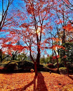 江戸東京たてもの園に投稿された画像（2022/12/12）
