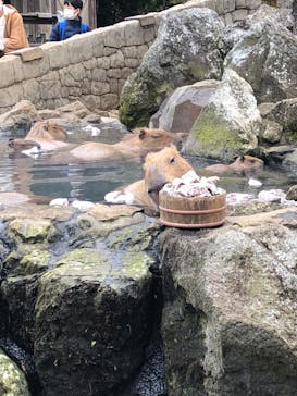 伊豆シャボテン動物公園に投稿された画像（2022/12/12）
