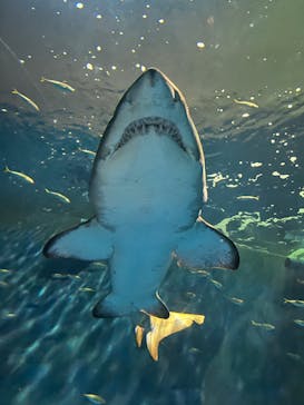 登別マリンパークニクスに投稿された画像（2022/12/12）