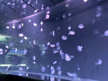 サンシャイン水族館に投稿された画像（2022/12/13）