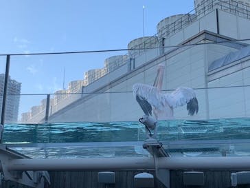 サンシャイン水族館に投稿された画像（2022/12/13）