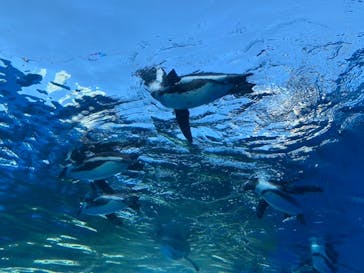 サンシャイン水族館に投稿された画像（2022/12/13）