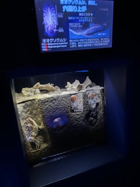 沖縄美ら海水族館に投稿された画像（2022/12/13）