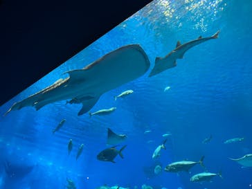 沖縄美ら海水族館に投稿された画像（2022/12/13）