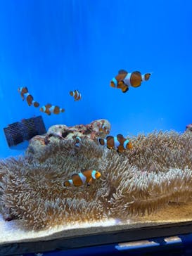 沖縄美ら海水族館に投稿された画像（2022/12/13）