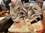 猫カフェモカ　池袋東口店に投稿された画像（2022/12/13）