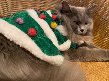 猫カフェモカ　池袋東口店に投稿された画像（2022/12/13）