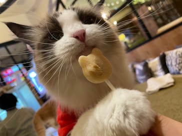 猫カフェモカ　池袋東口店に投稿された画像（2022/12/13）