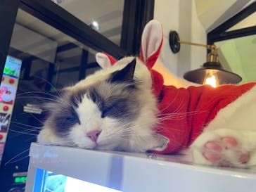 猫カフェモカ　池袋東口店に投稿された画像（2022/12/13）