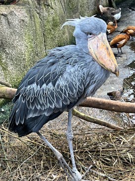 那須どうぶつ王国に投稿された画像（2022/12/13）