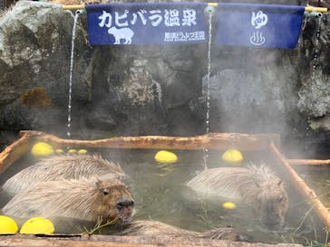 那須どうぶつ王国に投稿された画像（2022/12/13）
