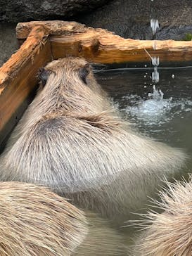 那須どうぶつ王国に投稿された画像（2022/12/13）