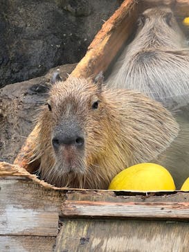 那須どうぶつ王国に投稿された画像（2022/12/13）