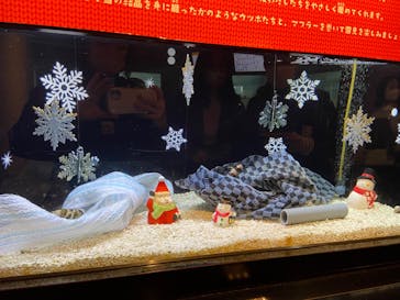 新江ノ島水族館に投稿された画像（2022/12/13）