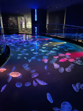 すみだ水族館に投稿された画像（2022/12/13）