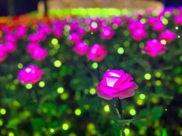 さがみ湖MORI MORIに投稿された画像（2022/12/13）