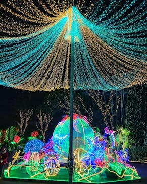 美らヤシパークオキナワ・東南植物楽園に投稿された画像（2022/12/13）