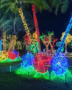 美らヤシパークオキナワ・東南植物楽園に投稿された画像（2022/12/13）