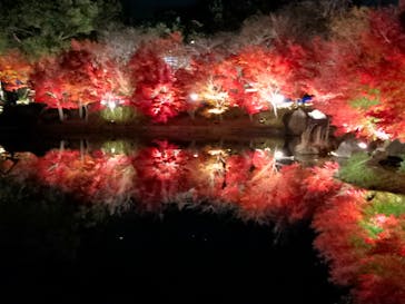 なばなの里に投稿された画像（2022/12/13）