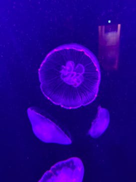 登別マリンパークニクスに投稿された画像（2022/12/14）