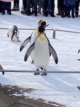 登別マリンパークニクスに投稿された画像（2022/12/14）