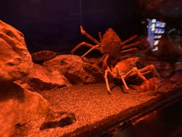 マリンワールド海の中道に投稿された画像（2022/12/14）