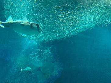 マリンワールド海の中道に投稿された画像（2022/12/14）