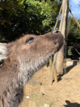 伊豆シャボテン動物公園に投稿された画像（2022/12/14）