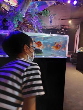 NARA KINGYO MUSEUMに投稿された画像（2022/12/14）