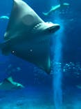 沖縄美ら海水族館に投稿された画像（2022/12/14）