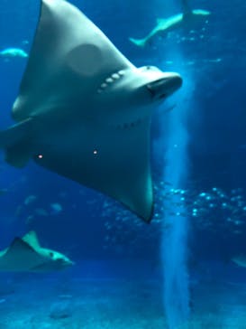 沖縄美ら海水族館に投稿された画像（2022/12/14）