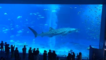 沖縄美ら海水族館に投稿された画像（2022/12/14）