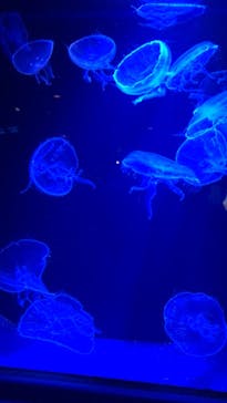 沖縄美ら海水族館に投稿された画像（2022/12/14）