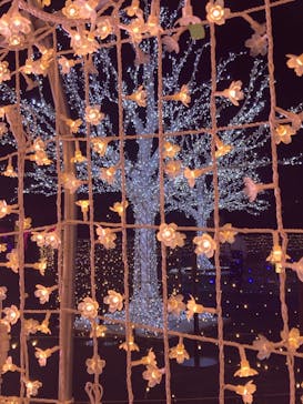 東京メガイルミに投稿された画像（2022/12/14）