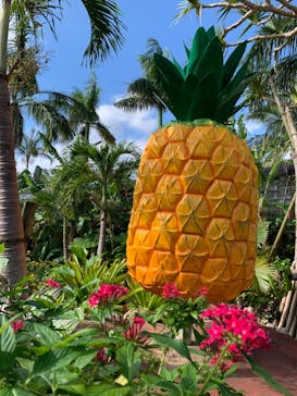 ナゴパイナップルパークに投稿された画像（2022/12/14）