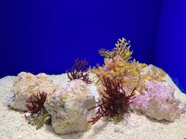 サンシャイン水族館に投稿された画像（2022/12/14）