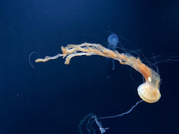 サンシャイン水族館に投稿された画像（2022/12/14）