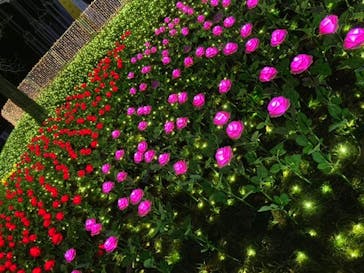 さがみ湖MORI MORIに投稿された画像（2022/12/15）