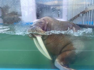 ゼロ距離水族館 伊勢シーパラダイスに投稿された画像（2022/12/15）