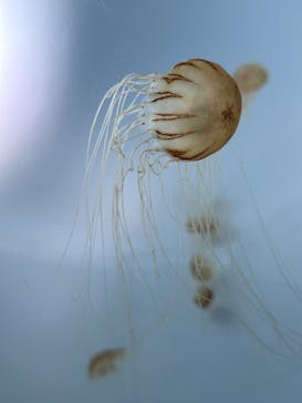 サンシャイン水族館に投稿された画像（2022/12/15）